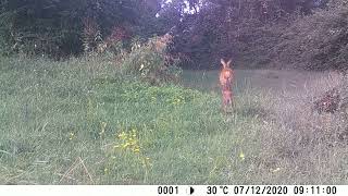 capriola con cucciolo in primo piano  roe deer with cub in foreground [upl. by Bonney]