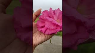 Look at this beautiful flower Tell me in the comment section viralshort flower odisha [upl. by Nylaehs]