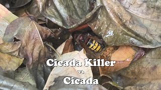 Cicada Killer vs Cicada [upl. by Benkley696]