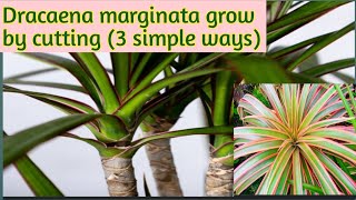 How to grow dracaena marginata by 3 simple wayspropagation of dracaena marginata 🌿 [upl. by Ebanreb]