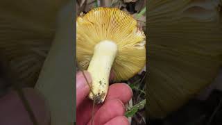 Russula aurea Identifica este excelente comestible [upl. by Rodl412]