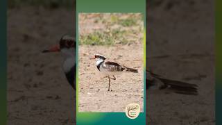 Blackfronted Dotterel Strikes a Pose  Yalanji Country [upl. by Bernat]