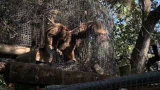 Howler Monkeys Howling Up a Storm at Brevard Zoo [upl. by Geerts]