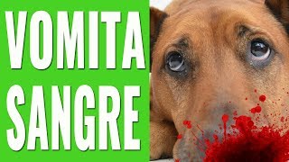 ¿POR QUÉ MI PERRO VOMITA SANGRE ¡TE LO EXPLICAMOS [upl. by Yesmar175]