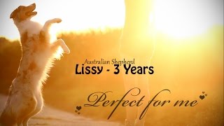 Perfect for me ♥  Australian Shepherd Lissy 3 Years [upl. by Seessel467]