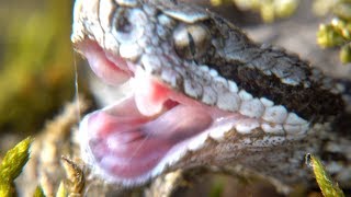 Vipera aspis Aspisviper Alsace France [upl. by Annah]