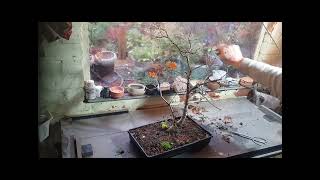 Twin trunk English Oak Bonsai first styling [upl. by Oirasan]