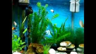 Betta Platy amp Gourami Community Tank [upl. by Leirrad180]