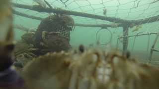 Oregon Coast Crabbing [upl. by Rekyr]