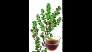 Buchu Tea Health Benefits [upl. by Towroy]