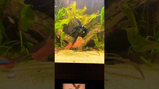 Hi fin swordtails marble angels Kio angel fish aquariumfish [upl. by Jak]