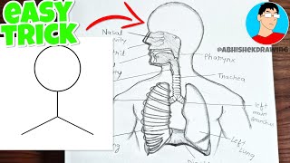 Easy Respiratory System Drawing  how to Draw Human Respiratory System labelled diagram [upl. by Gaven]