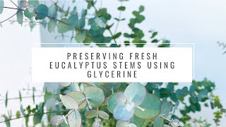 Preserving fresh eucalyptus stems using glycerine [upl. by Karli]