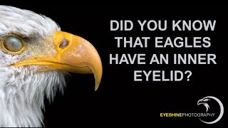 Eagle Facts  Nictitating Membrane [upl. by Zobkiw]