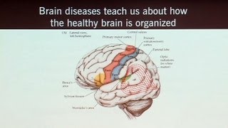 Brain Games that Capture Brain Circuits and What Neuroscience Tells Us about the Self [upl. by Agnot]