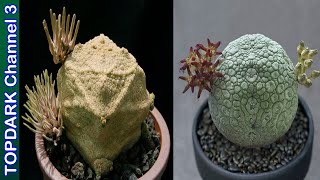 7 Variedades de Pseudolithos [upl. by Hogle]