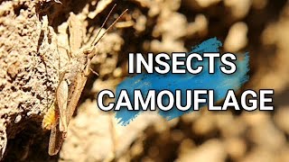 Insects Camouflage Bird Grasshopper Stink Bug amp Water Spider  Animals Wildlife  Nature Sounds [upl. by Zitella]