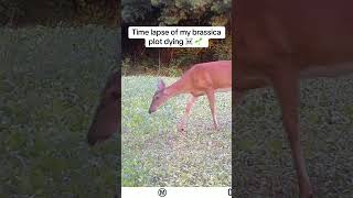 Time lapse of brassicas dying hunting whitetail bowhunt foodplot brassica thehuntingjunkie [upl. by Einahpet]