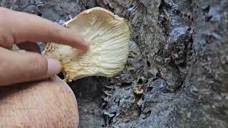 참부채버섯식과 화경버섯맹독이 같이 있습니다 Panellus serotinus and Lampteromyces japonicus on a Carpinus laxiflora [upl. by Leibman]