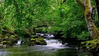 Relaxing Nature Sounds for Sleeping  Natural Calm Forest Waterfall Music Meditation Sound for Study [upl. by Gaige]