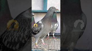 New Chicks ❤️ chennaipigeon pigeon chennairacingpigeon love [upl. by Meedan]