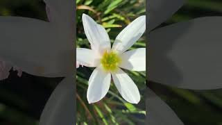 Zephyranthes candida Flor del viento del oeste zephyranthes bulb herbal whiteflower plants [upl. by Ailad]