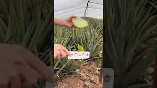 Amazing aloe vera cutting EP66 aloevera naturel shorts naturebd1m [upl. by Riddle]