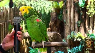 Amazing parrot Quito sings quotOld MacDonaldquot [upl. by Ahseyt]