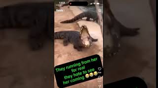 Woman Fights 20 ALLIGATORS With A SHOVEL 🤣🤣 animals shorts [upl. by Orvie]