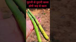 पुरानी से पुरानी कब्ज होगी जड़ से खत्म Kabj Ka Ilaj In Hindi  constipation home remedies shorts [upl. by Frankie]