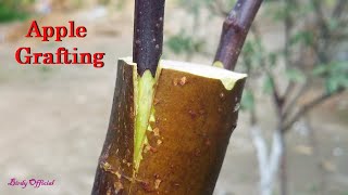 Apple Tree Grafting  How To Graft Fruit Tree [upl. by Ahsyia384]