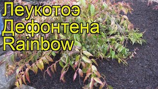 Леукотоэ дефонтена Рэйнбоу Краткий обзор описание характеристик leucothoe fontanesiana Rainbow [upl. by Delorenzo]