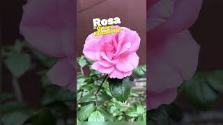 Rosa Queen Elizabeth  The Elegant Grandiflora Rose [upl. by Etnud]