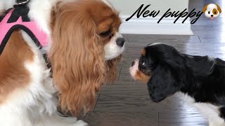 WE GOT A NEW PUPPY VLOG  CAVALIER KING CHARLES SPANIEL   PUPPY SUPPLIES [upl. by Llemaj470]