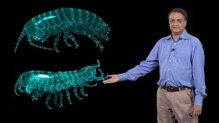 Nipam Patel MBL 3 Homeotic Hox Genes and Evolution of Crustacean Body Plan [upl. by Louanna]