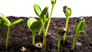 Sunflower Seeds Germination and Growth Time Lapse [upl. by Matthei411]