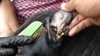 Help removing ticks from dog ear [upl. by Morna]