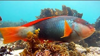 Shelly Beach Manly Snorkelling in the Cabbage Tree Bay Aquatic Reserve [upl. by Enyt]