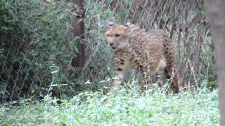 Cheetah  Nehru Zoological Park Hyderabad [upl. by Amsirac]