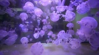 Cubic Jellyfish Tanks  Orbit 20 Pulse 160 Jellyfish Aquariums [upl. by Lory]