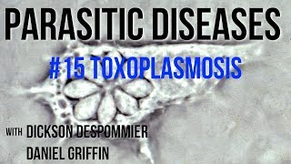 Parasitic Diseases Lectures 15 Toxoplasmosis [upl. by Cohby]