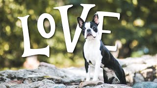 10 Things Boston Terriers ABSOLUTELY LOVE [upl. by Idhem]