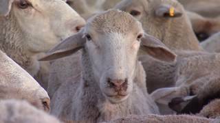 Montana Ag Network Sheep experiment station’s important role for industry [upl. by Aivat]