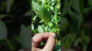 Harvesting Rosselle Leaves with MumPreserve Rosselle Leaves by Sundried🌿 shorts youtubeshorts [upl. by Giacamo596]