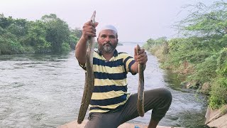 AMAZING FISHING CATCHING quot15 kgsquot of BAAM FISH  quotINDIAN BIG EEL FISHquot [upl. by Trautman57]