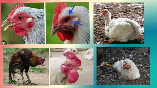 UPDATED OAP NC II REVIEWER Organic Agriculture Production NC II Raise Organic Chicken Part 3 [upl. by Las]