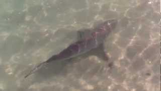 Shark going after swimmers in Waikiki Honolulu [upl. by Notlrak]