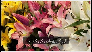 How to Grow Lily Flowers  Lilies  Lilium Candidum in Urdu Hindi [upl. by Fleur]