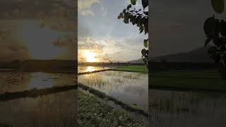 This is My Kingdom Come ricefarms ricefields nature travel ecotravel sunset horizon water [upl. by Larson]