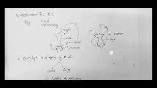 Self Incompatibility DistylyTristylyGametophytic and Sporophytic SI [upl. by Titania]